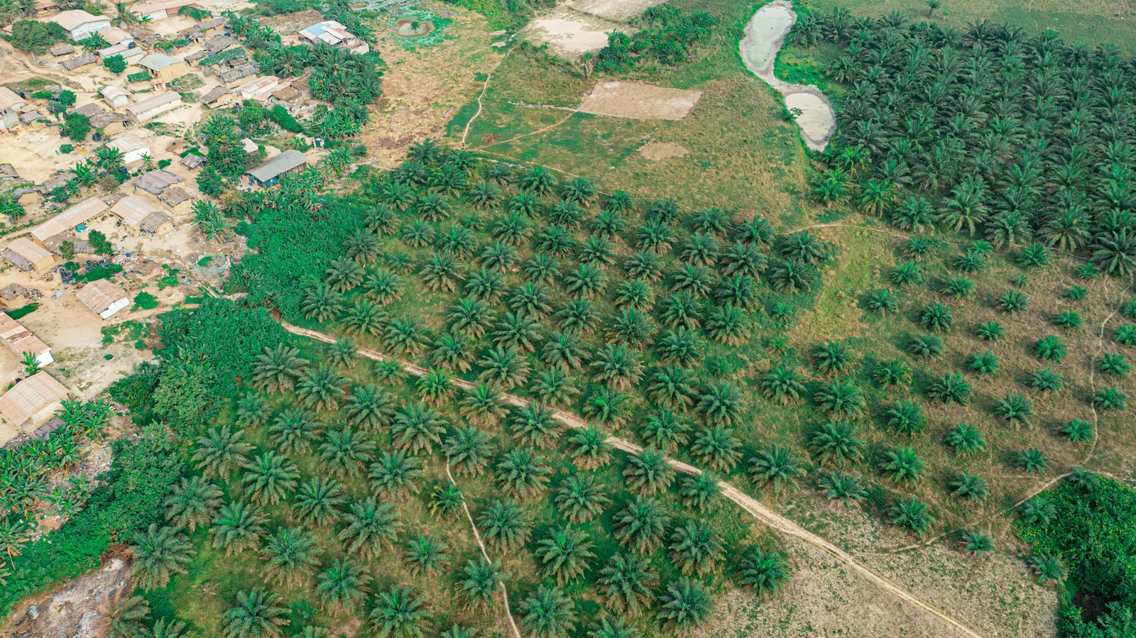 Paysage agricole en Côte d’Ivoire, 2023. Photographie de contexte.
